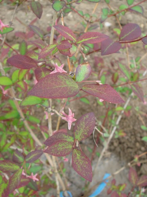 Lonicera gracilipes 'Grandis' feuille P6
